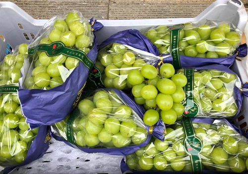 大連早市物價觀察 水果便宜桃子價低，海產品遇冷賣家稱鮮活無事